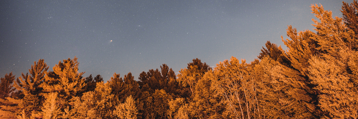 Photo of tree tops at dusk